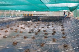 Lưới Nuôi Trồng Thủy Sản Uy Tín Giá Rẻ