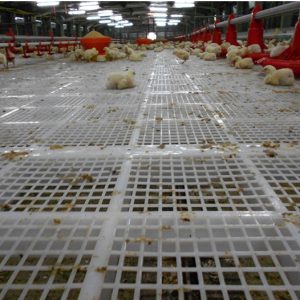 Tấm Nhựa Lót Sàn Chăn Nuôi Gia Súc, Gia Cầm: Giải Pháp Hiệu Quả Cho Nông Nghiệp Hiện Đại