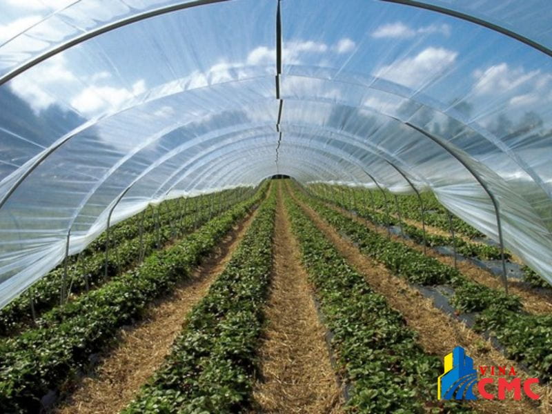 Bạt nhựa trong suốt dùng trong nhà kính trồng rau, trồng hoa