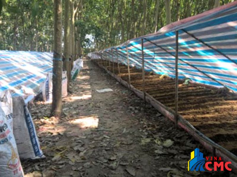 Ứng dụng thực tế của của bạt 6m xanh cam và bạt sọc 3 màu